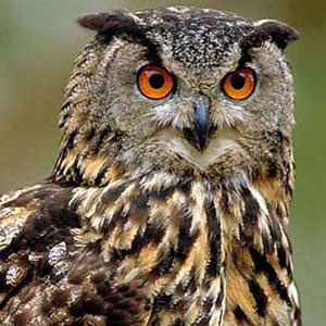 owl_spotted-eagle.jpg