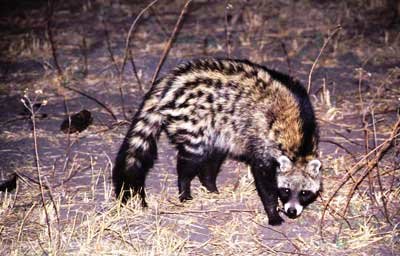The image “http://www.wildlifesafari.info/images/civet_2.jpg” cannot be displayed, because it contains errors.