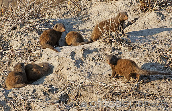 http://www.wildlifesafari.info/images/dwarf_mongoose_group.jpg