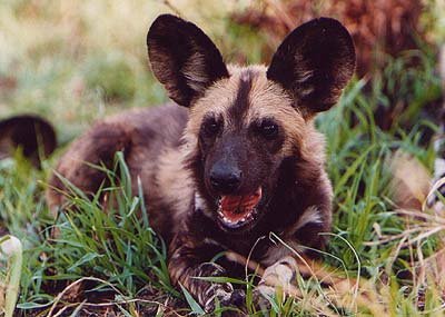 Hyenahond